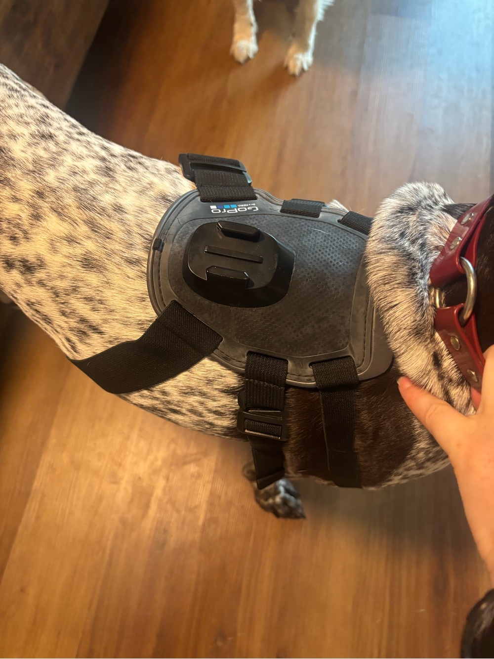 GoPro dog harness- adjustable - Picture 3 of 4